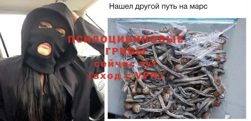 Псилоцибиновые грибы Psilocybe  Нахабино 